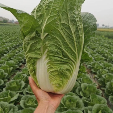 专业黄心白菜种植大户，专业合作社长期供货，诚信合作，发货全国