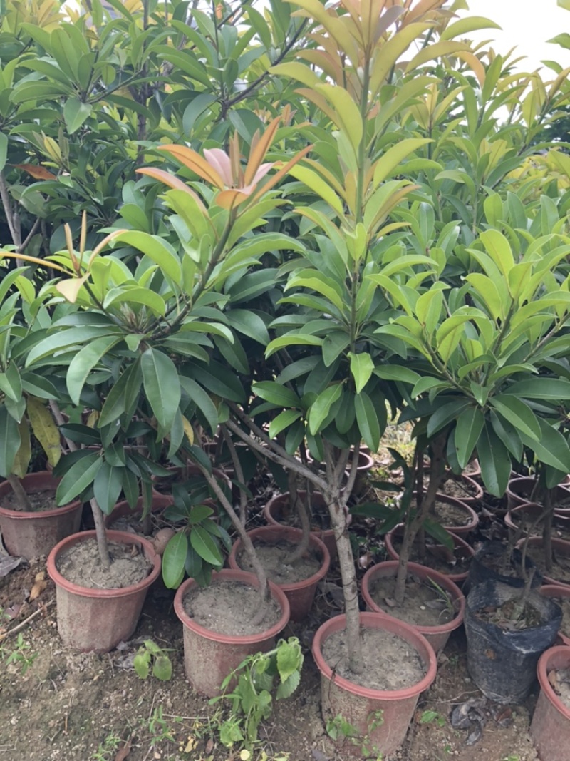 人心果苗果子蜜甜一年多季结果可带果发货