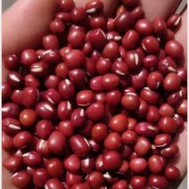 优质东北红小豆，产地直销，今年新货，一手货源，量大从优！