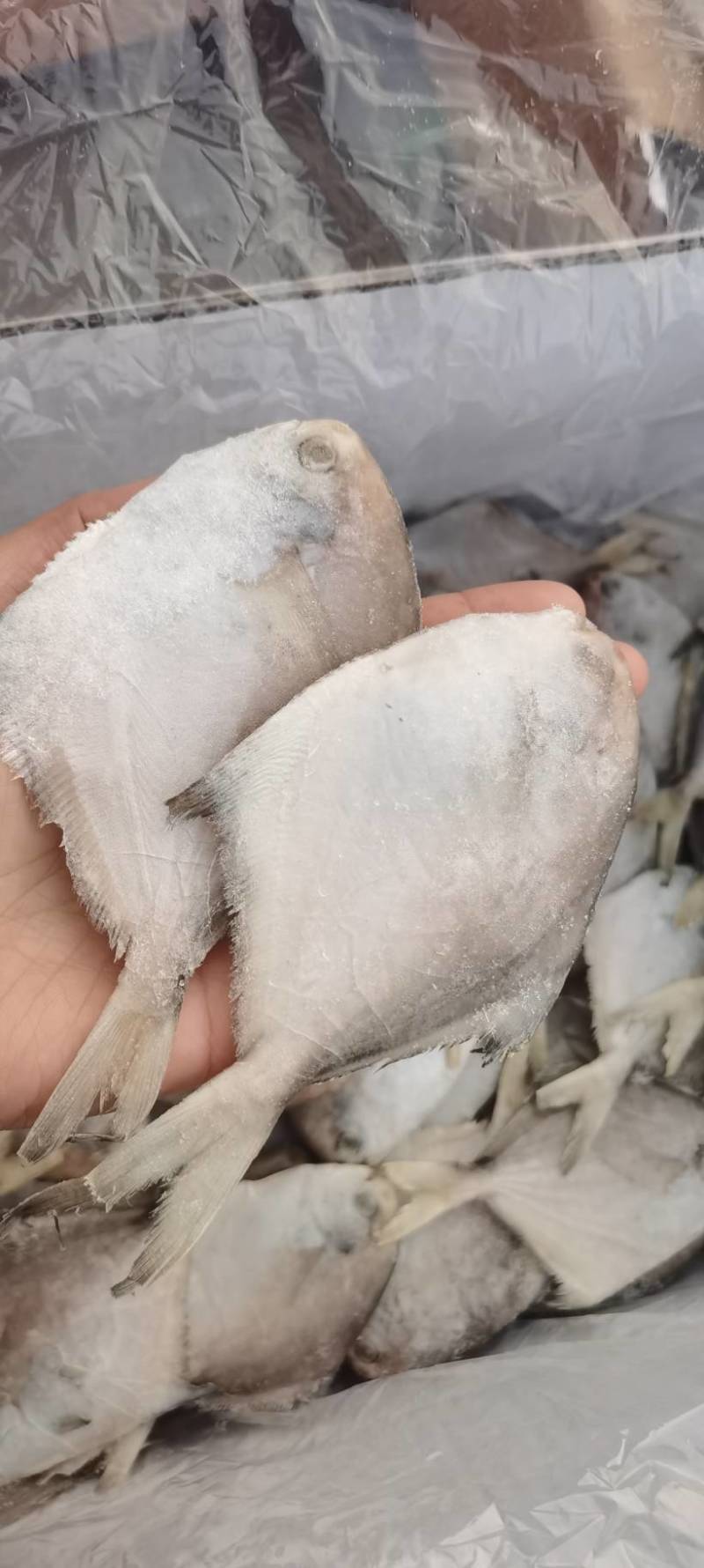 舟山平鱼，净重4斤，一手货源，质量杠杠得。