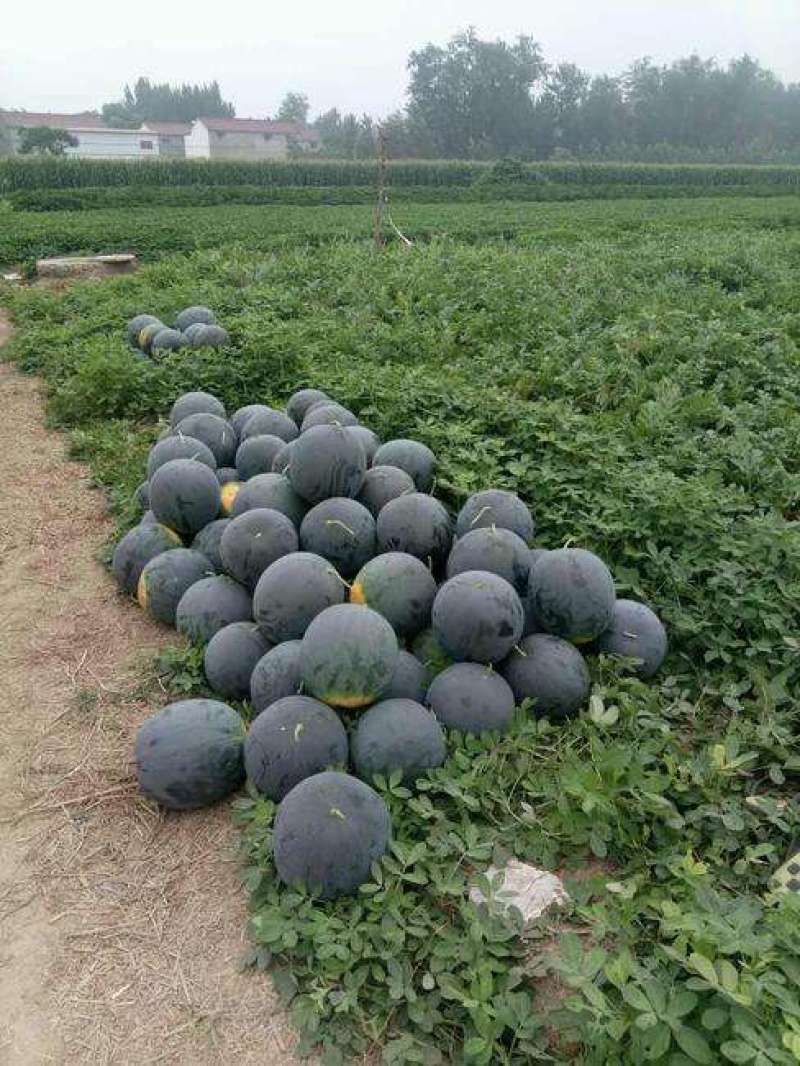 西瓜种子黑_霸（无籽）纯黑皮蜡粉厚果型大抗病抗湿