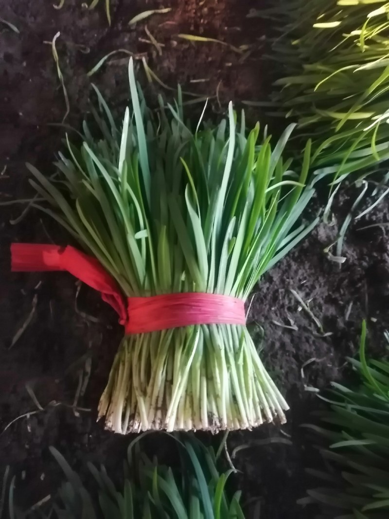乐亭万亩科学管理打造农药残留比例超低的二茬棚里韭菜