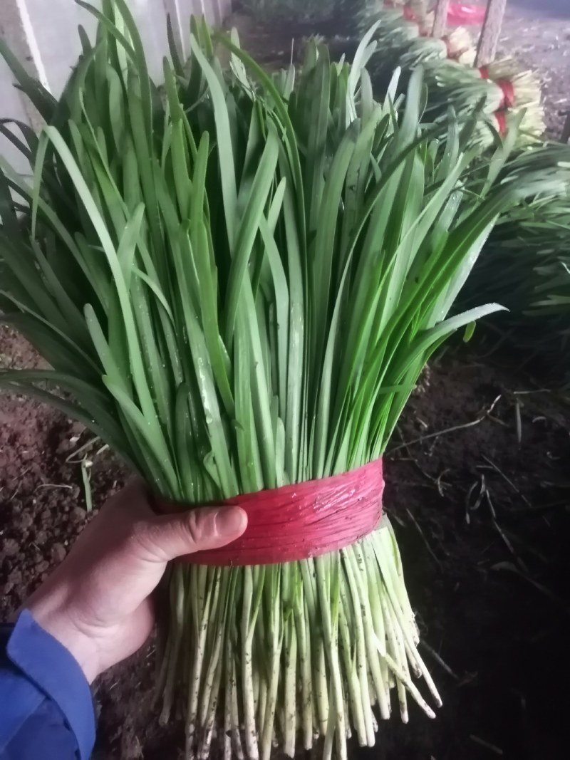 乐亭万亩科学管理打造农药残留比例超低的二茬棚里韭菜