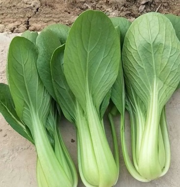 上海青小油菜大量上市,面向全国批发,欢迎订购电话1596