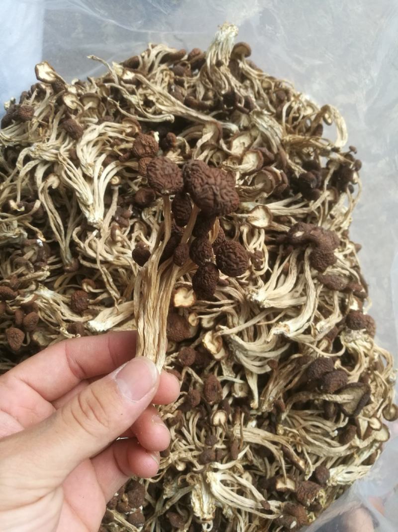 江西广昌5号茶树菇（散装）不夹心全国发货10斤起批包邮