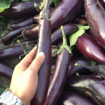 产地直供漂亮的紫长茄现摘现发绿通速达