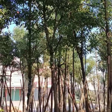香樟树移栽苗米径7公分基地大量现货批发
