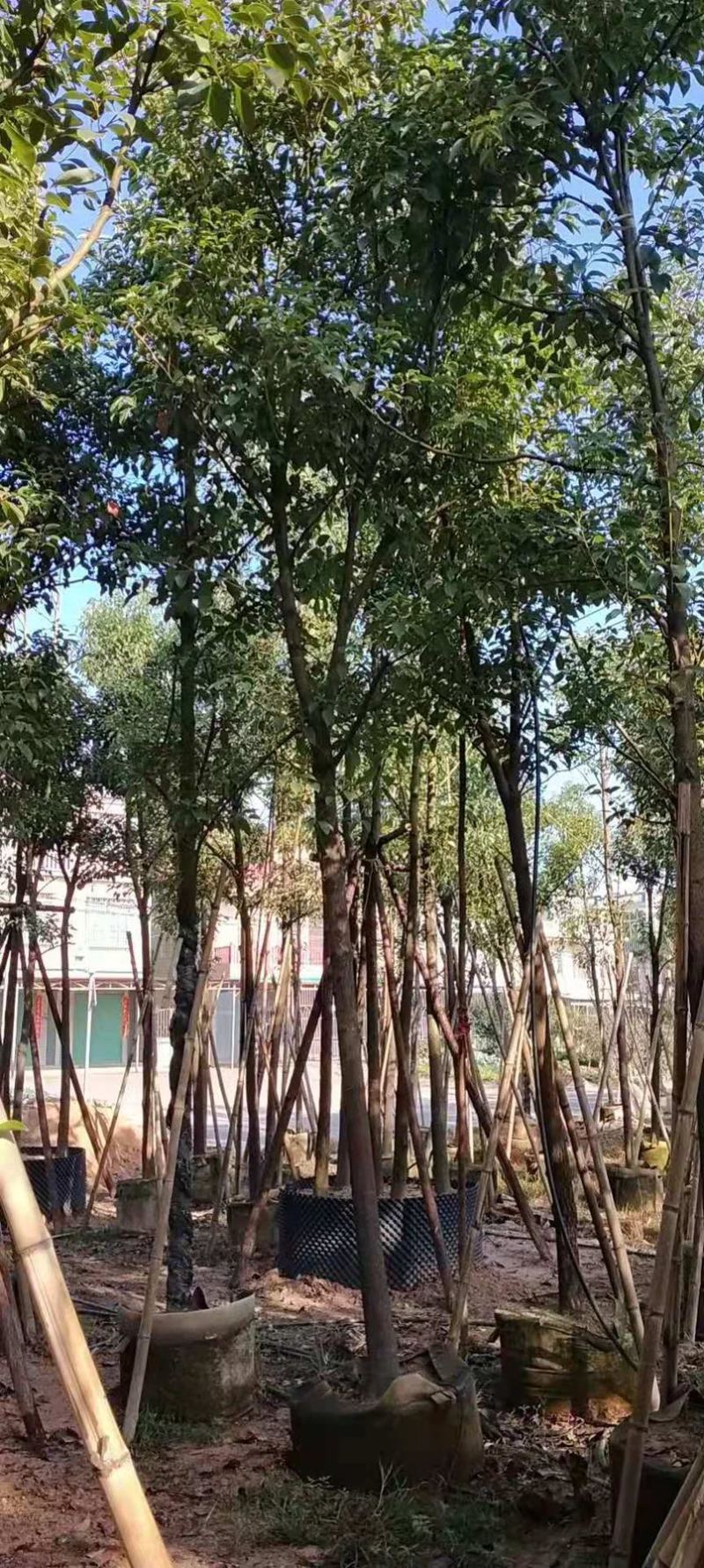 香樟树移栽苗米径7公分基地大量现货批发