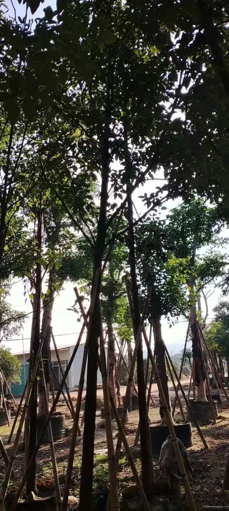 香樟树移栽苗米径7公分基地大量现货批发