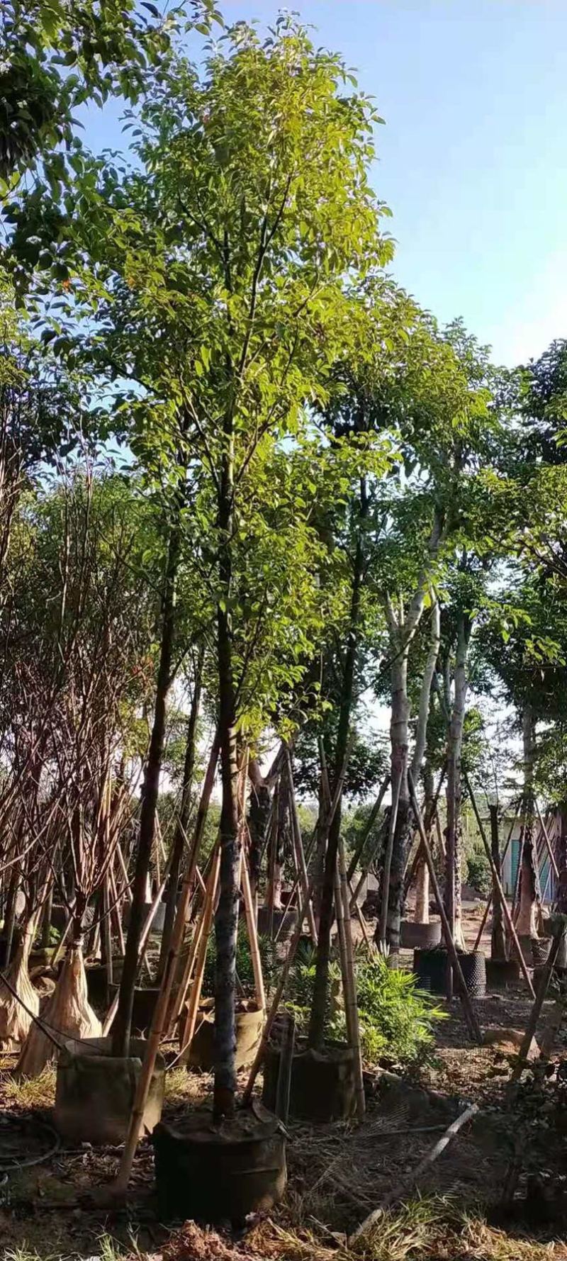 香樟树移栽苗米径7公分基地大量现货批发