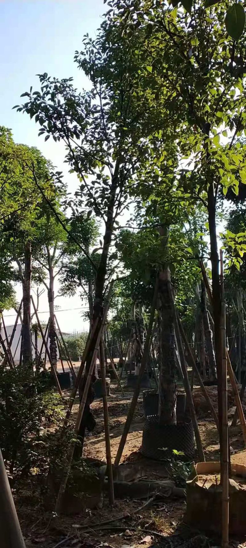 香樟树移栽苗米径7公分基地大量现货批发