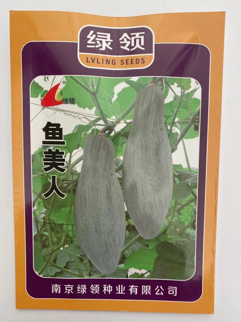 南瓜种子绿领鱼美人南瓜种子果实纺锤形皮色青黑果肉橘红色