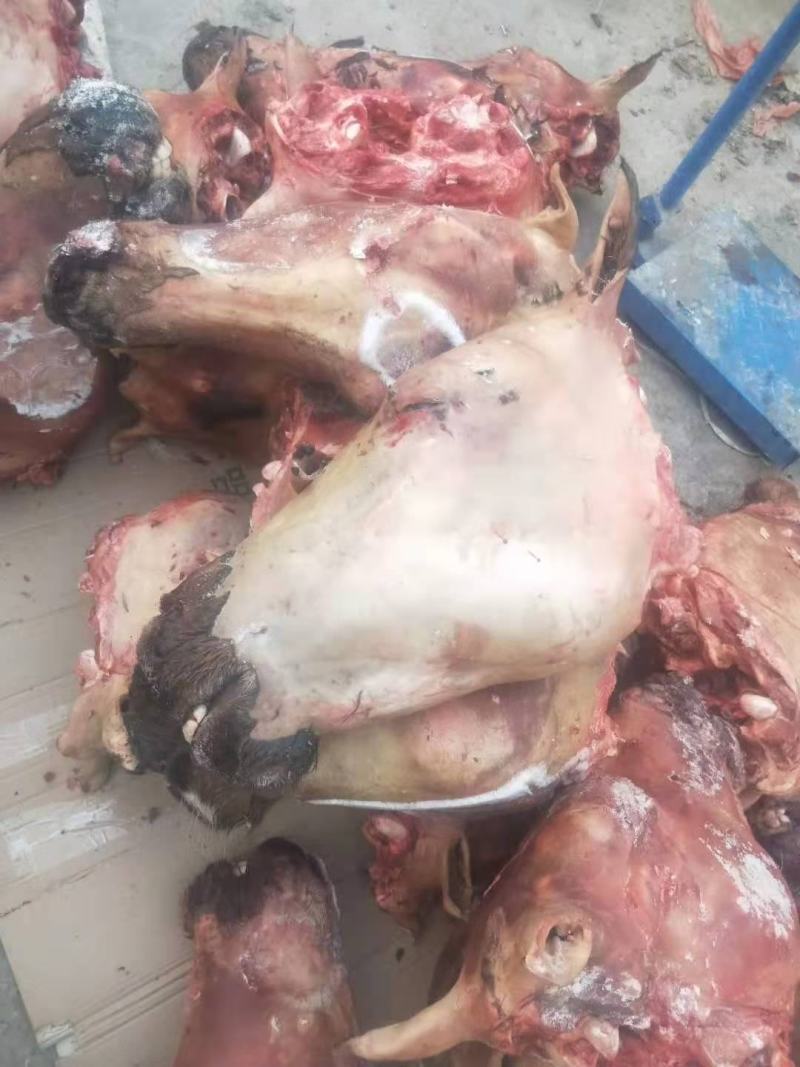 驴肉板肠，定州屠宰场大量批发，颜色好，免洗板肠，熟板肠