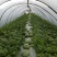 精品大棚麒麟西瓜，千亩种植基地，量大从优，欢迎选购。