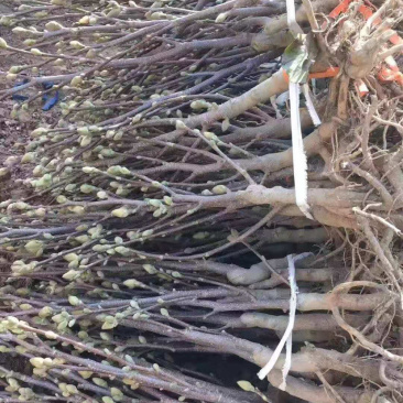 红白玉兰小苗矮化如意玉兰树苗工程绿化苗