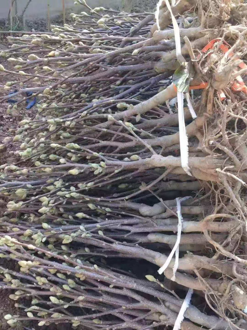红白玉兰小苗矮化如意玉兰树苗工程绿化苗