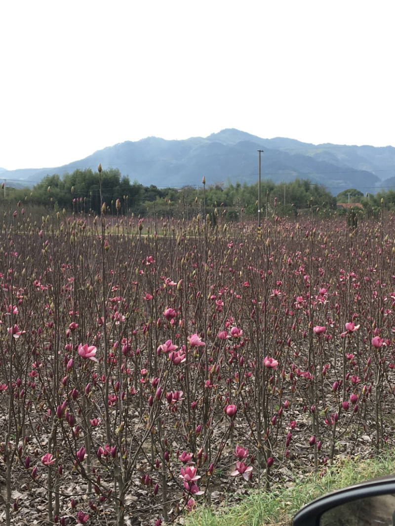 红白玉兰小苗矮化如意玉兰树苗工程绿化苗