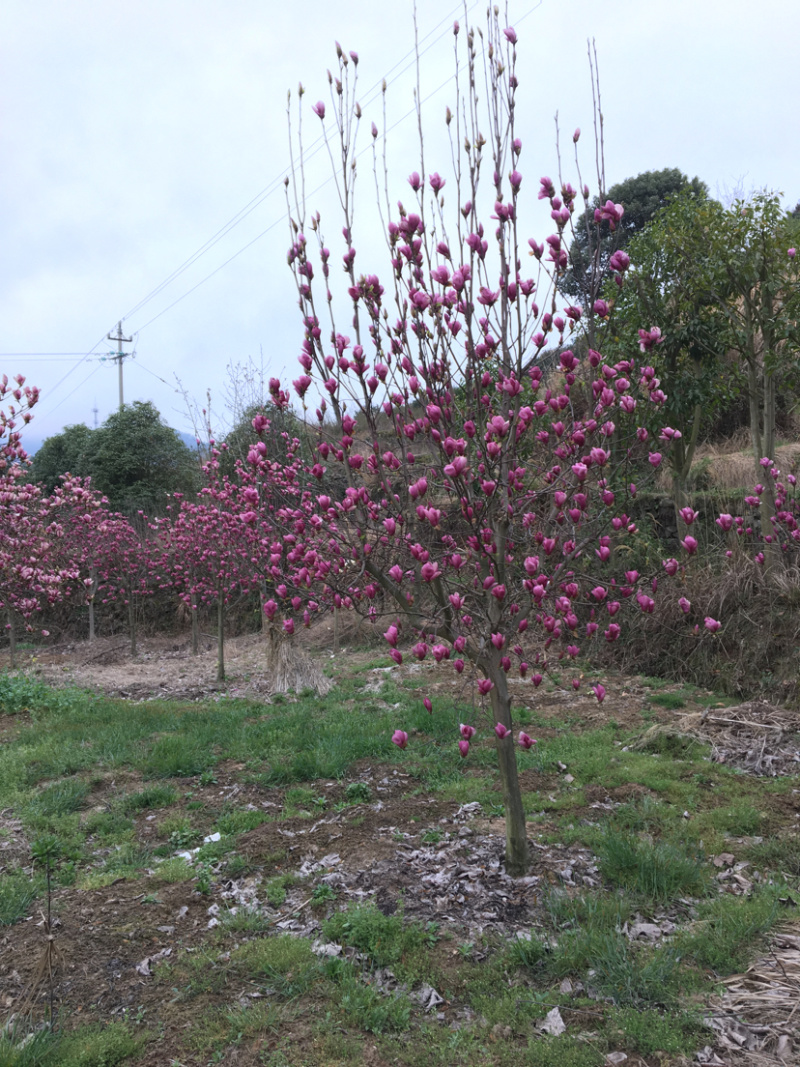 红白玉兰小苗矮化如意玉兰树苗工程绿化苗