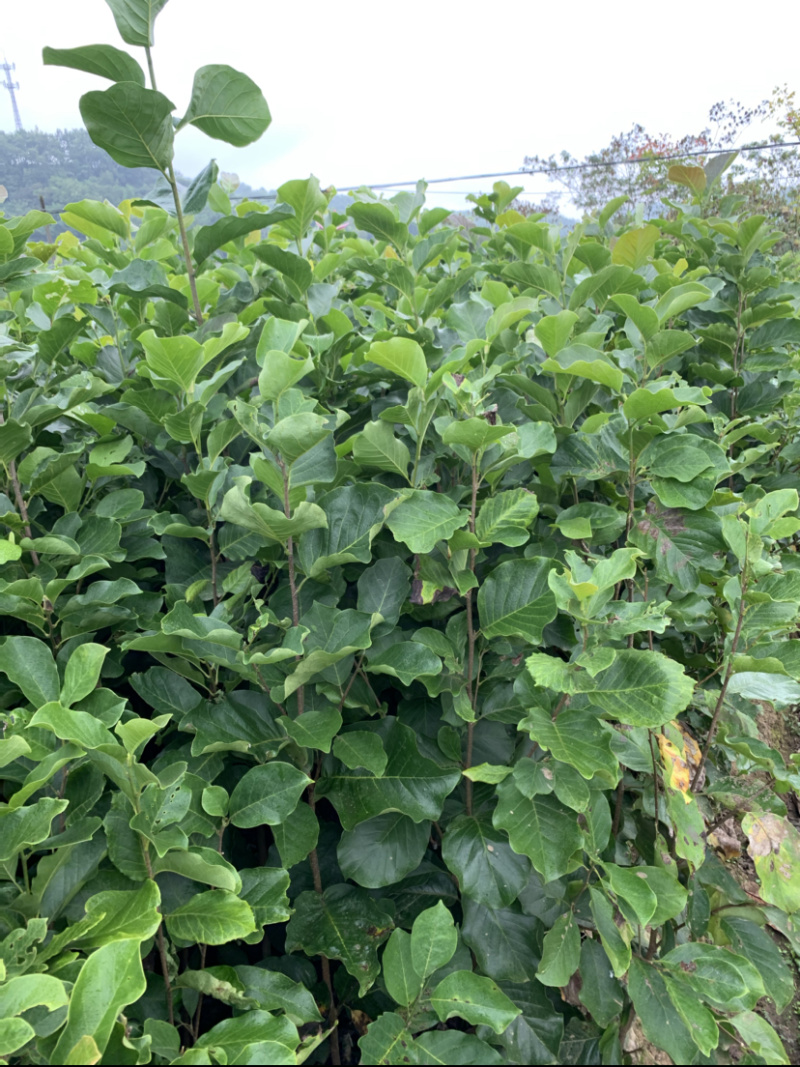 红白玉兰小苗矮化如意玉兰树苗工程绿化苗