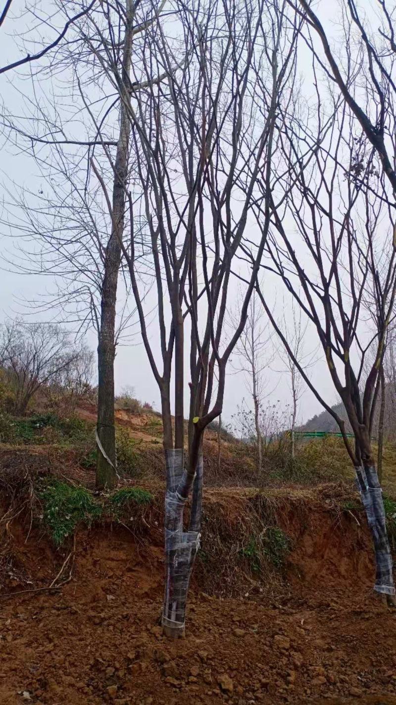 小叶朴树，丛生大规格朴树均有货
