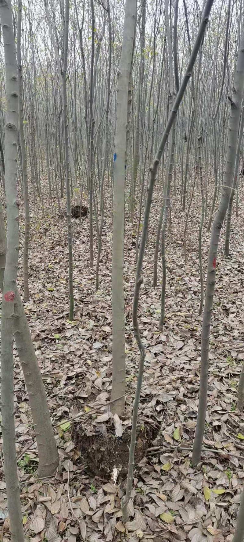 小叶朴树，丛生大规格朴树均有货