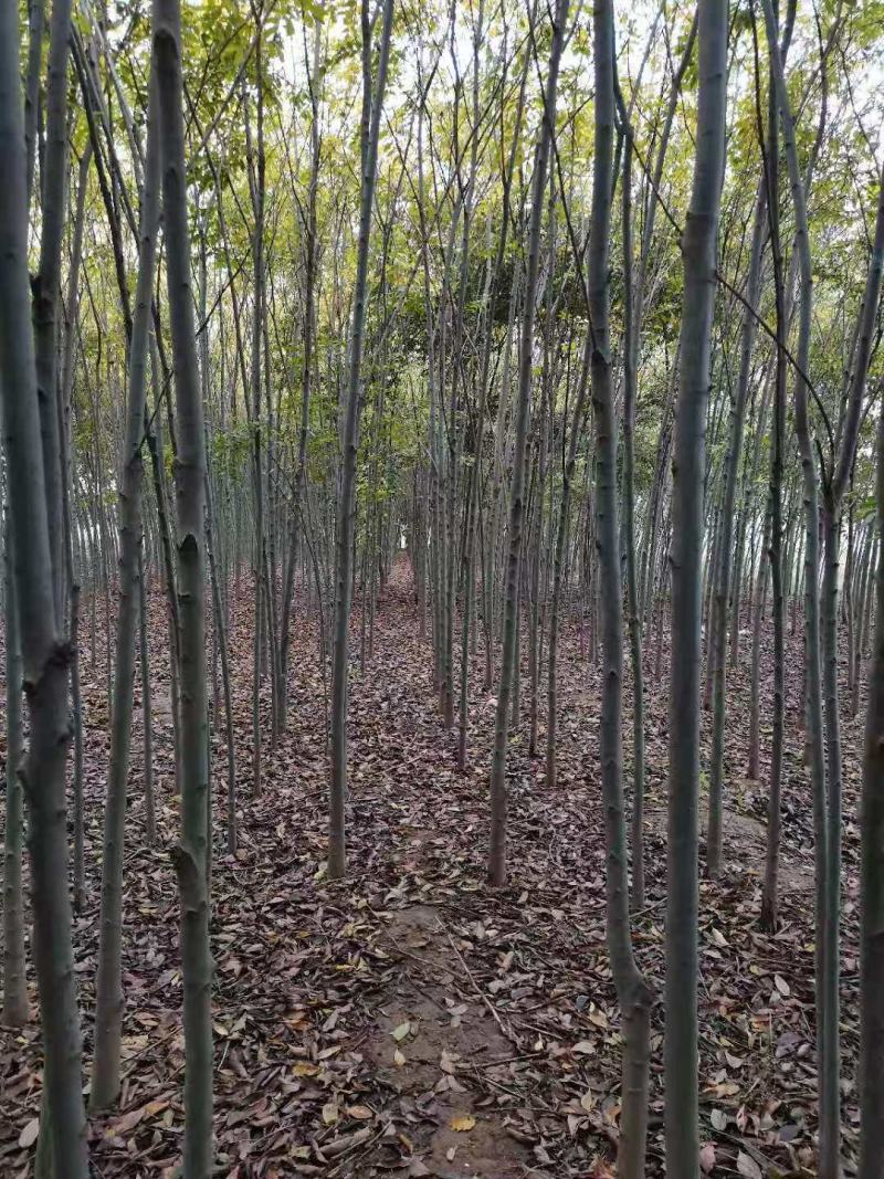 小叶朴树，丛生大规格朴树均有货