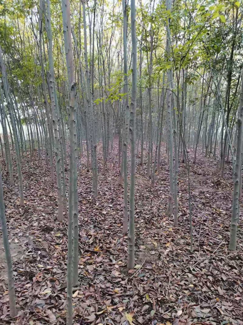 小叶朴树，丛生大规格朴树均有货
