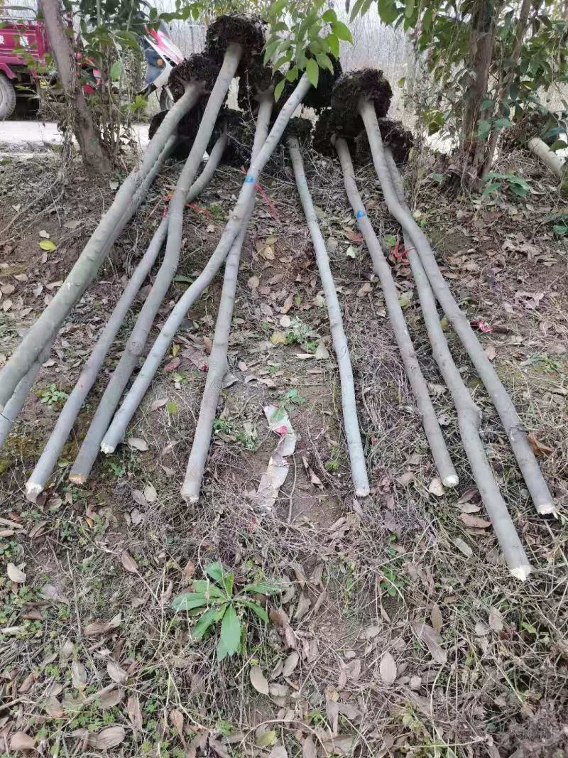 小叶朴树，丛生大规格朴树均有货