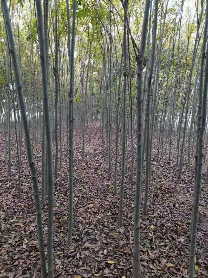 小叶朴树，丛生大规格朴树均有货