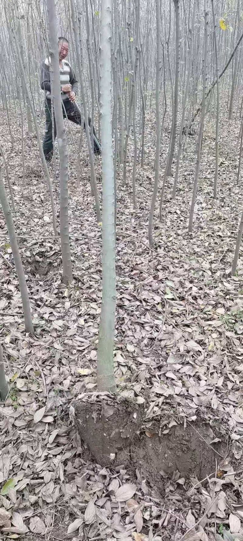 小叶朴树，丛生大规格朴树均有货