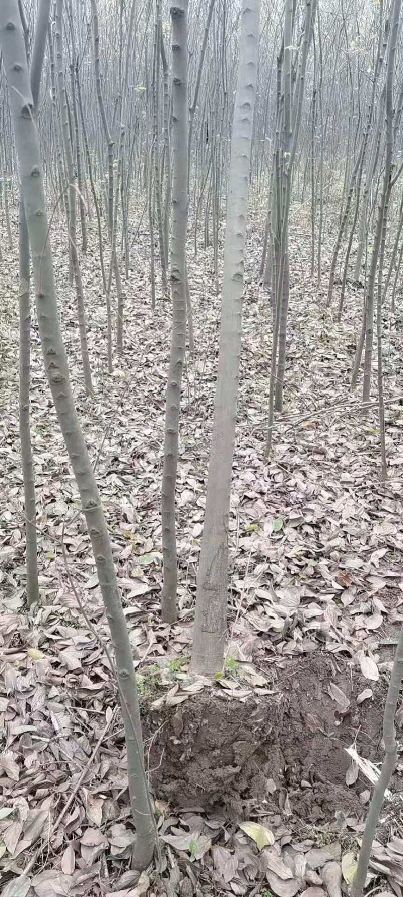 小叶朴树，丛生大规格朴树均有货