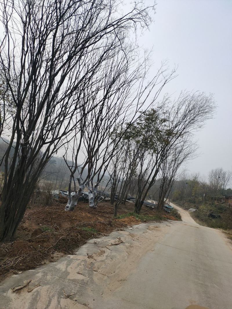 小叶朴树，丛生大规格朴树均有货
