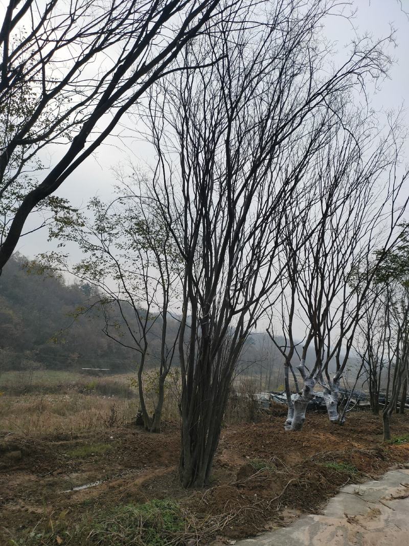 小叶朴树，丛生大规格朴树均有货