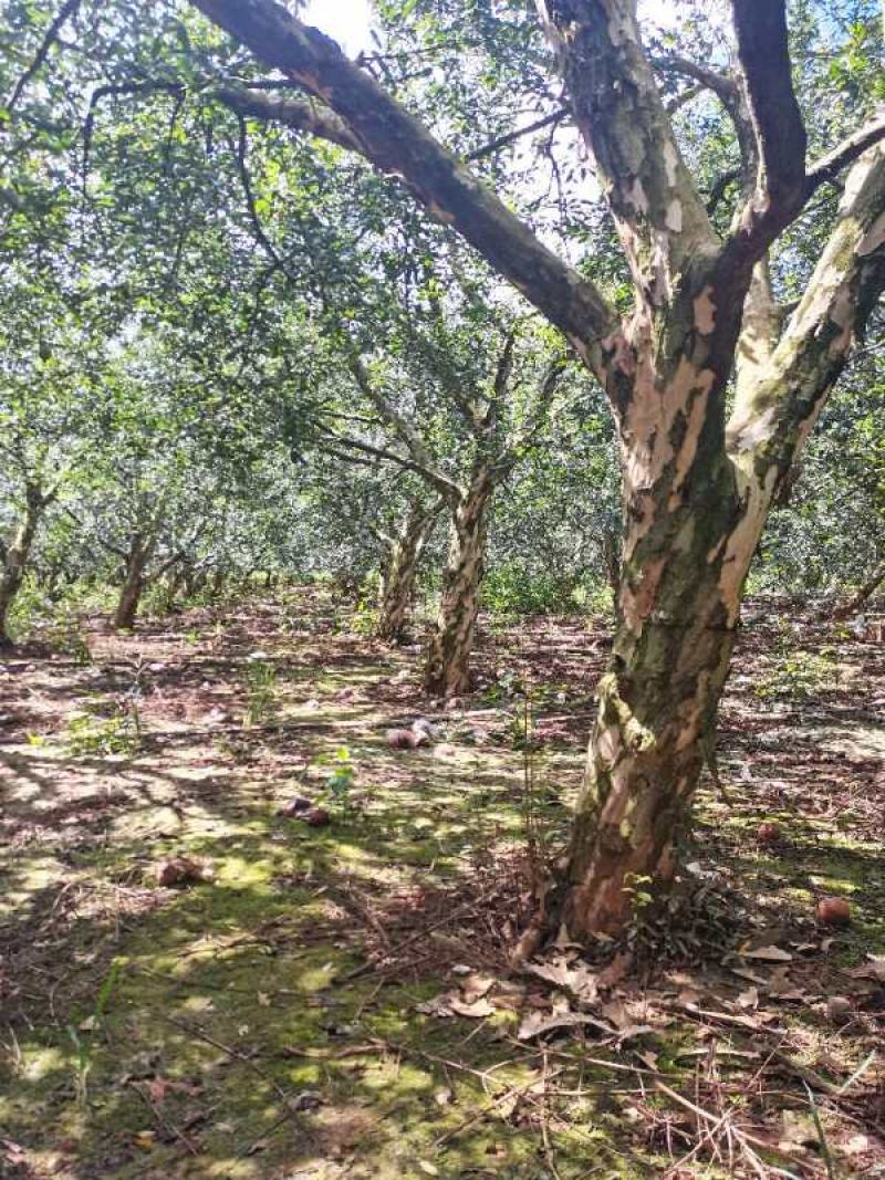 云南精品石榴树大量上市产地直供一手货源品质保证诚信
