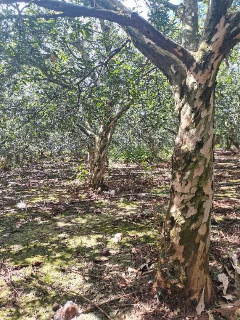 云南精品石榴树大量上市产地直供一手货源品质保证诚信