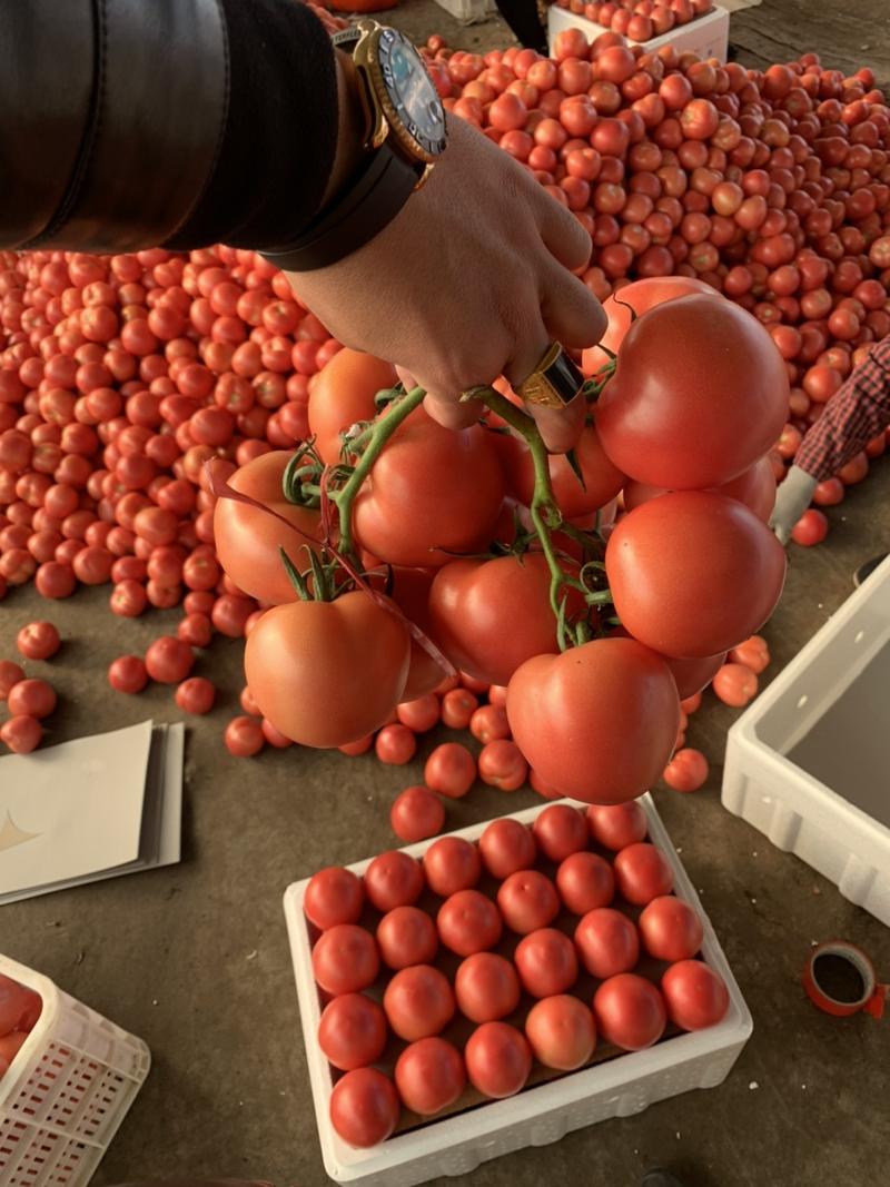 临淄西红柿大量上市中产地直发产地直供量大从优价格便宜