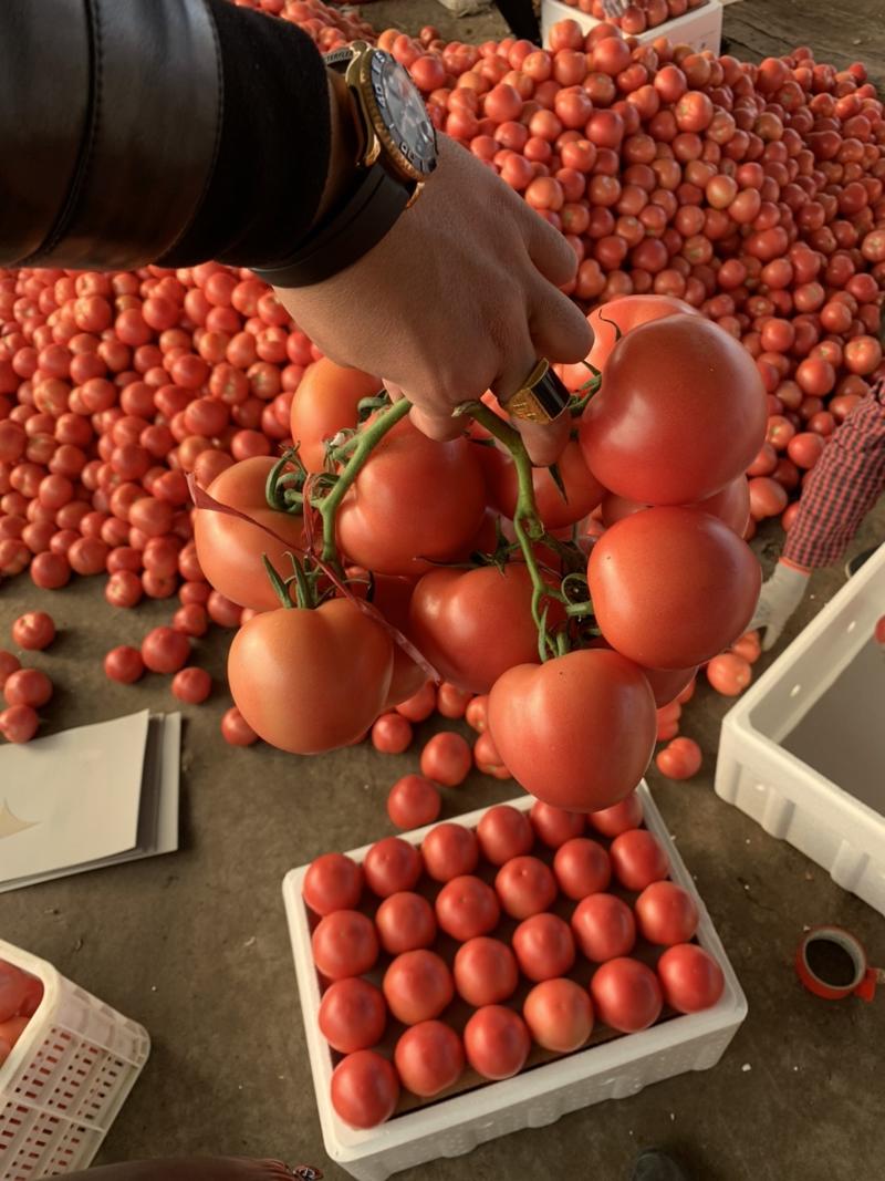 临淄西红柿大量上市中产地直发产地直供量大从优价格便宜