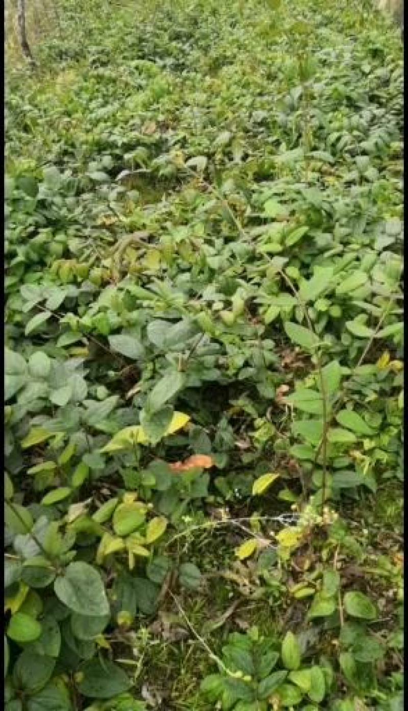 金银花嫁接苗湘蕾5号金银花苗