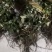 金银花嫁接苗湘蕾5号金银花苗