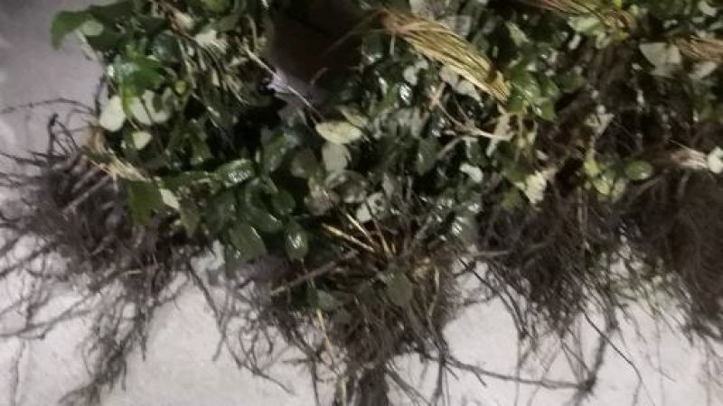 金银花嫁接苗湘蕾5号金银花苗