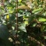 金银花嫁接苗湘蕾5号金银花苗
