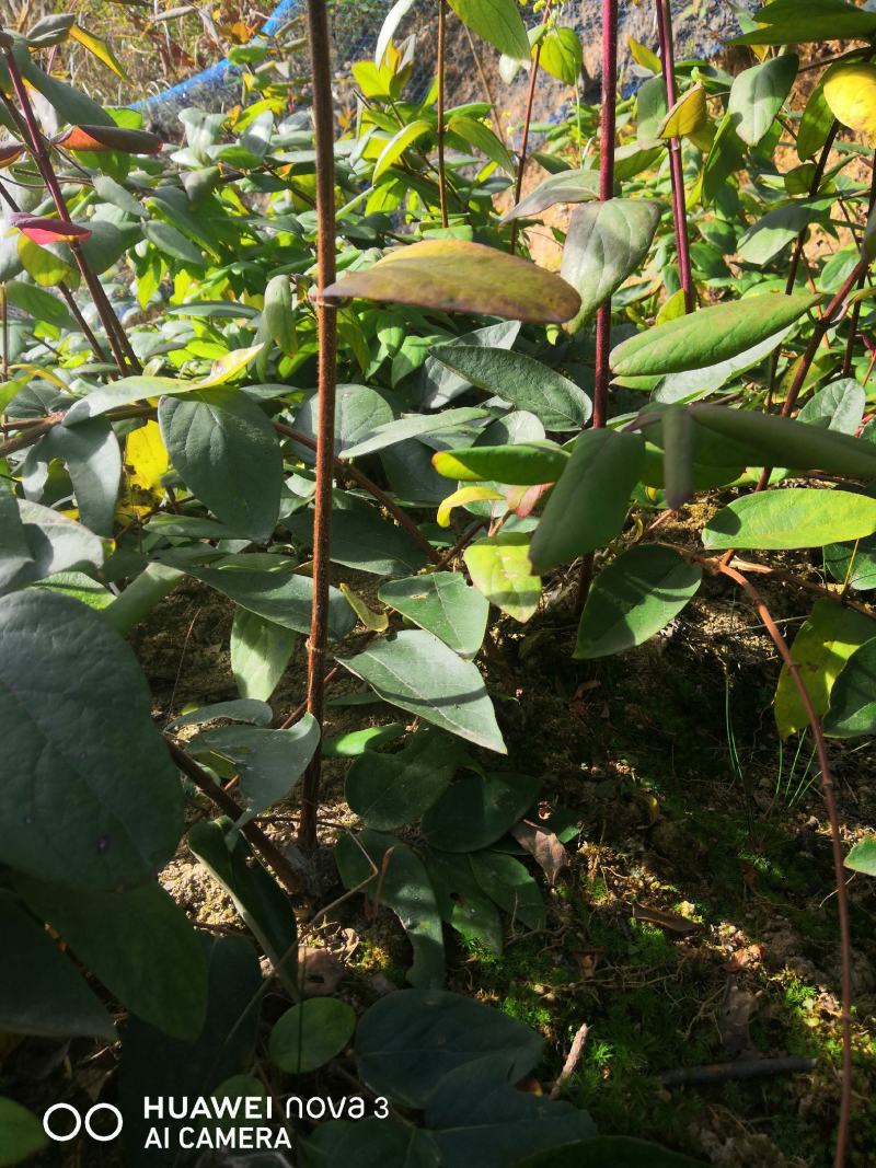 金银花嫁接苗湘蕾5号金银花苗