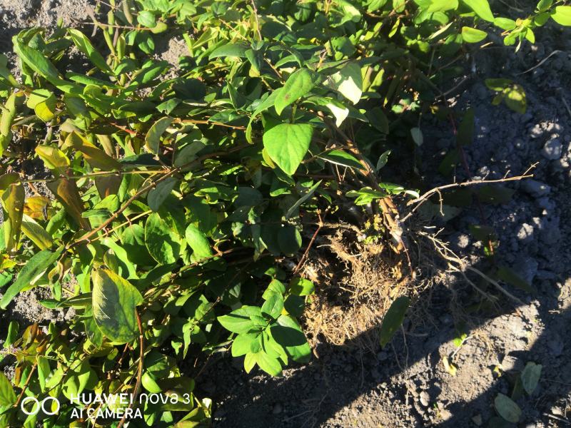 金银花嫁接苗湘蕾5号金银花苗