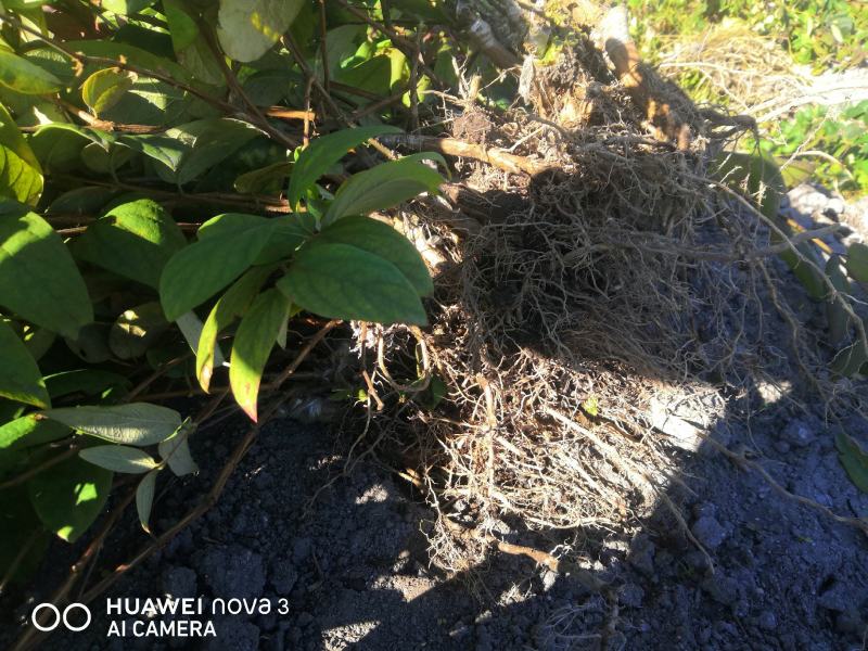 金银花嫁接苗湘蕾5号金银花苗