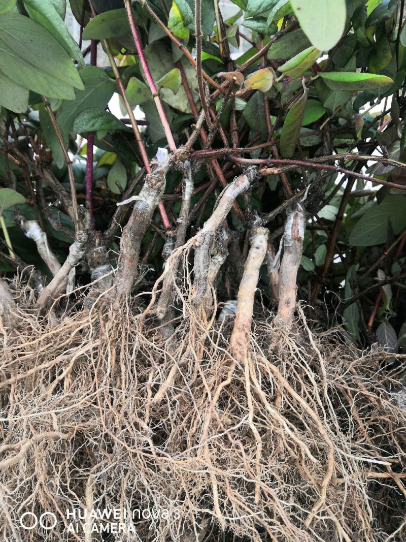 金银花嫁接苗湘蕾5号金银花苗
