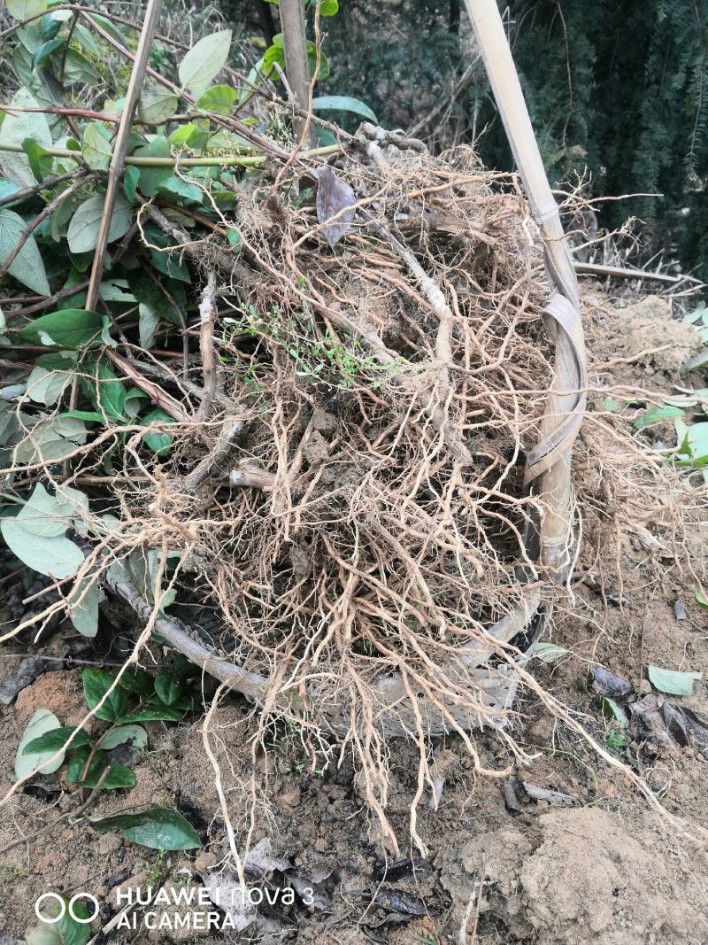 金银花嫁接苗湘蕾5号金银花苗