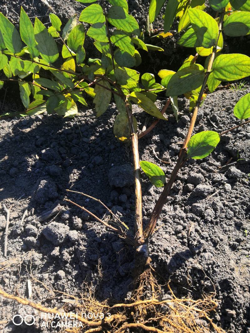 金银花嫁接苗湘蕾5号金银花苗