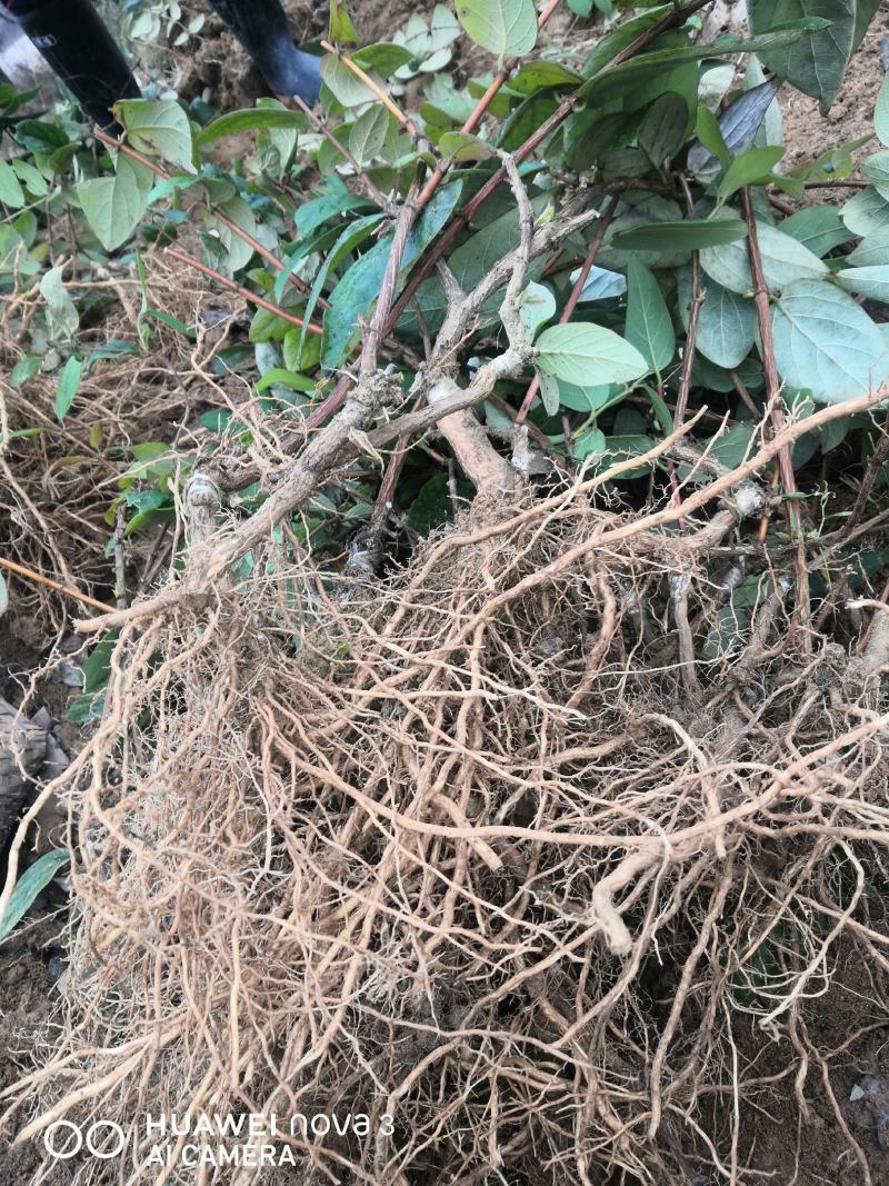 金银花嫁接苗湘蕾5号金银花苗