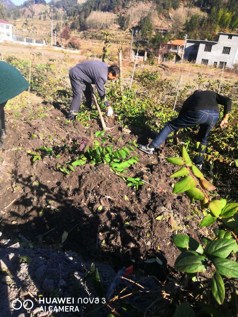 金银花嫁接苗湘蕾5号金银花苗