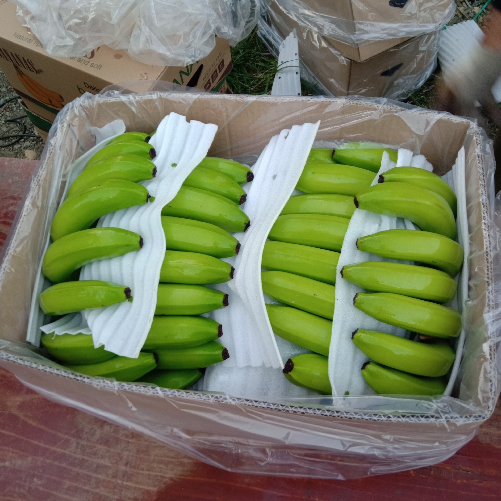 [香蕉批发]香蕉0.60元/斤 - 一亩田